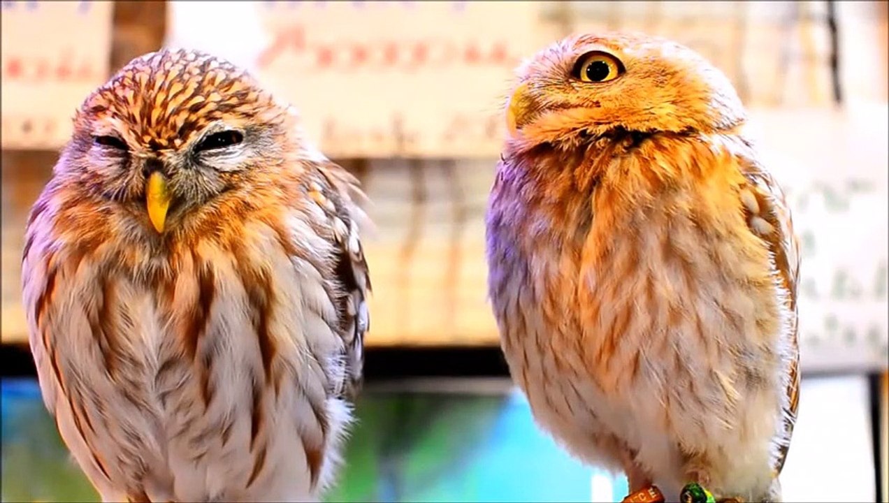 Süsse babyeulen || cute baby owls