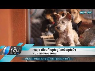 ครบ 6 เดือนกักสุนัขดูโรคพิษสุนัขบ้า พบ ไร้เจ้าของรับคืน - เข้มข่าวค่ำ