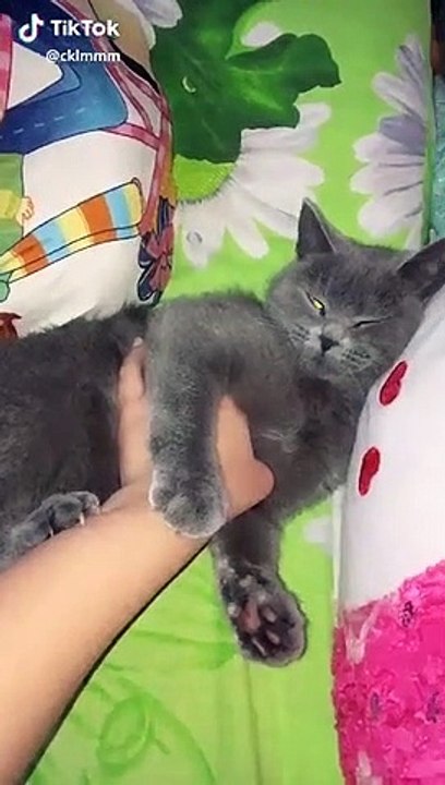 FUNNY CAT