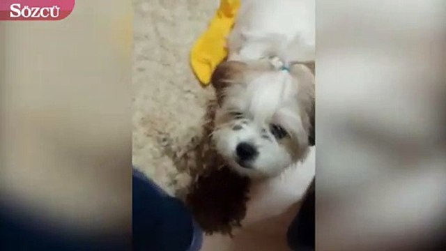 Anne diye bağıran köpek izleyenleri şaşırttı