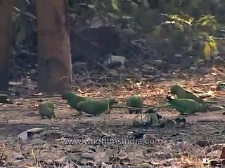 Small flock of Parakeets eating seeds