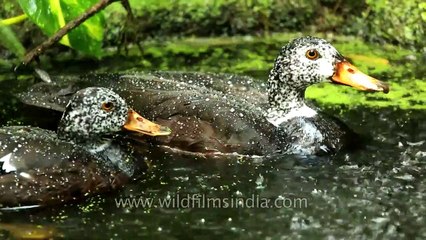 Water off a Duck back - see this phrase come to life