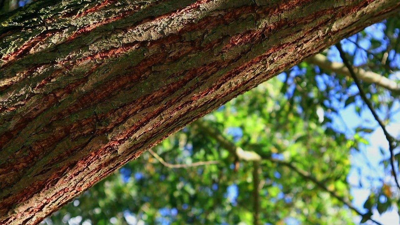 A Quandary - YouTube Love Hate Relationship