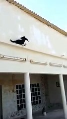 Pigeon vs Cat- Pigeon Outsmarts the cat.