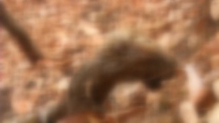 불법 밀렵 도구에 겨울철 야생동물 '수난' / YTN