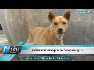 ชาวบ้านร้องย้ายย้ายสุนัขที่กัดเด็กออกจากหมู่บ้าน - เข้มข่าวค่ำ