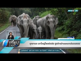 อุทยานฯ เขาใหญ่โพสต์คลิป ฝูงช้างป่าออกมาเดินบนถนน - เที่ยงทันข่าว