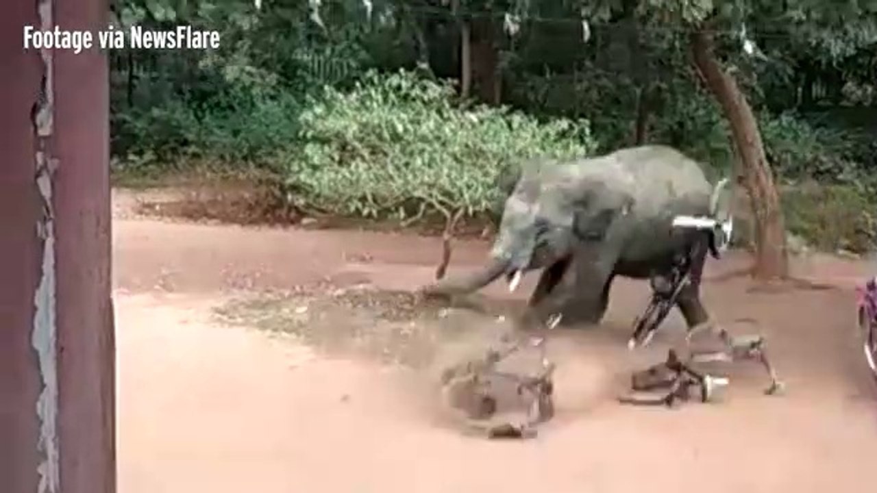 Elephant chases terrified villagers onto roofs in rampage that left three injured