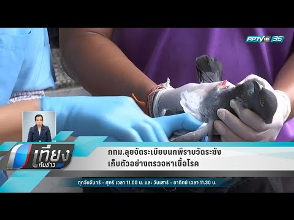 กทม.ลุยจัดระเบียบนกพิราบวัดระฆัง เก็บตัวอย่างตรวจหาเชื้อโรค - เที่ยงทันข่าว