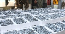 Vatandaş Bu Sene Hamsiye Doyacak! Balıkçılar Karadeniz'de 3 Günde Bin 500 Ton Hamsi Avladı