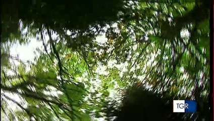 I dubbi sulla raccolta tartufi nel Parco Alta Murgia, tra autorizzazioni e burocrazia