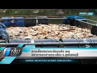 คาดเลี้ยงปลากระชังแออัด เหตุปลาตายยกอ่างกระเสียว จ.สุพรรณบุรี - เข้มข่าวค่ำ