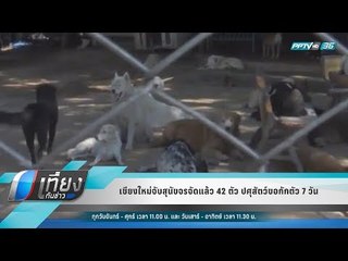 เชียงใหม่จับสุนัขจรจัดแล้ว 42 ตัว ปศุสัตว์ขอกักตัว 7 วัน  - เที่ยงทันข่าว
