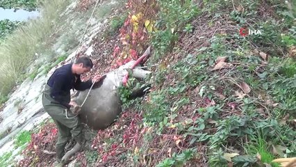 Hatay'da Asi Nehri'ne Düşen İnek Telef Oldu