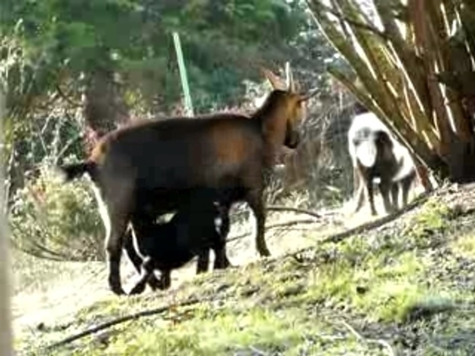 hannibal et sa maman betty