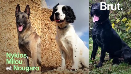 Un programme scientifique apprend aux chiens à détecter des cellules cancéreuses