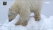 [NATURE]  Polar Documentary Bears Ready to Travel Far away,창사특집 UHD 다큐멘터리  20181203