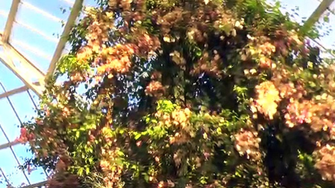 Festive Events At The Palm House Sefton Park!