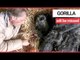 Conservationist says goodbye to Britain's oldest gorilla as she passed away | SWNS TV
