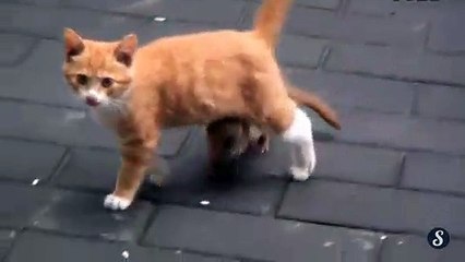 Amitié entre un chat et une belette au Japon