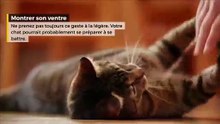 Comprenez vous votre chat  Dຜ leur langage !