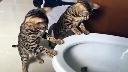 Deux chatons lé jouent avec un jet d'eau ! Adorable !!
