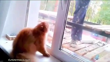 Plein de CHATS trop mignon... Compilation de CHATS adorables!