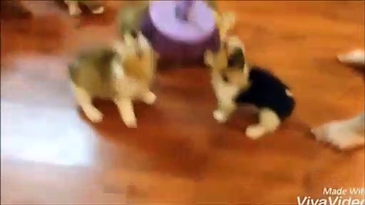 Katzen vs. Hunde - Eine unendliche Geschichte || Cats vs. Dogs - A never ending Story