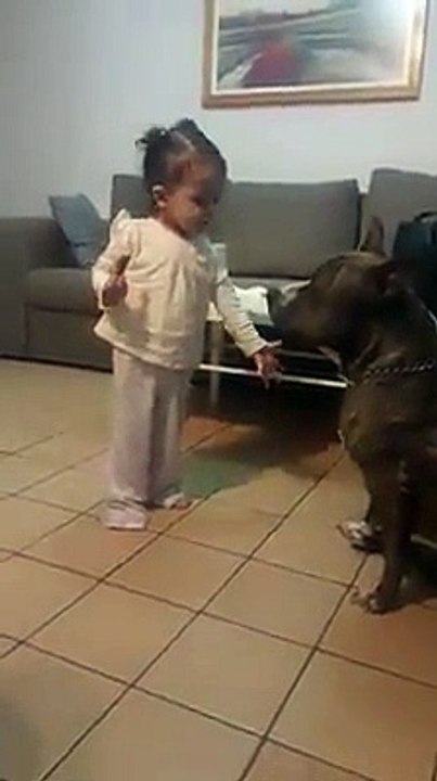 Adorable Little Toddler and Pitbulls