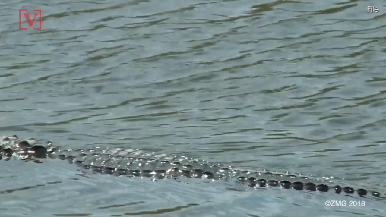 Retirement Community on Edge After Alligator Attack
