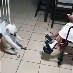 Doggo Entertaining The Grandma With Dance