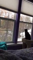 Ce chat voit de la neige pour la première fois