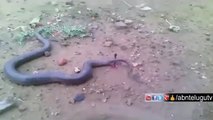 Il filme un serpent qui met au monde plusieurs petits.