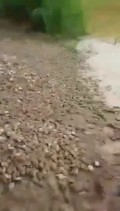 Ces hommes relâchent des milliers de bébés tortues dans une rivière !