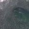 Regardez ces images magnifiques de requins qui chassent dans un banc d'anchois