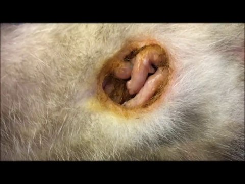 Cette maman opossum a ses bébés dans sa poche ventrale