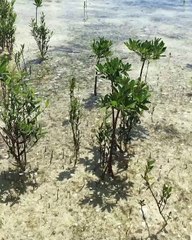Lemon Sharks Swim Through Crystal Clear Waters