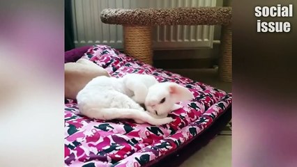 the most beautiful videos of dogs and cats
