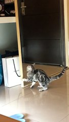 Silly Cat Plays with His Reflection