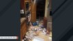 Bear Family Breaks Into House, Rips Apart Kitchen In Search Of A ‘Midnight Snack’