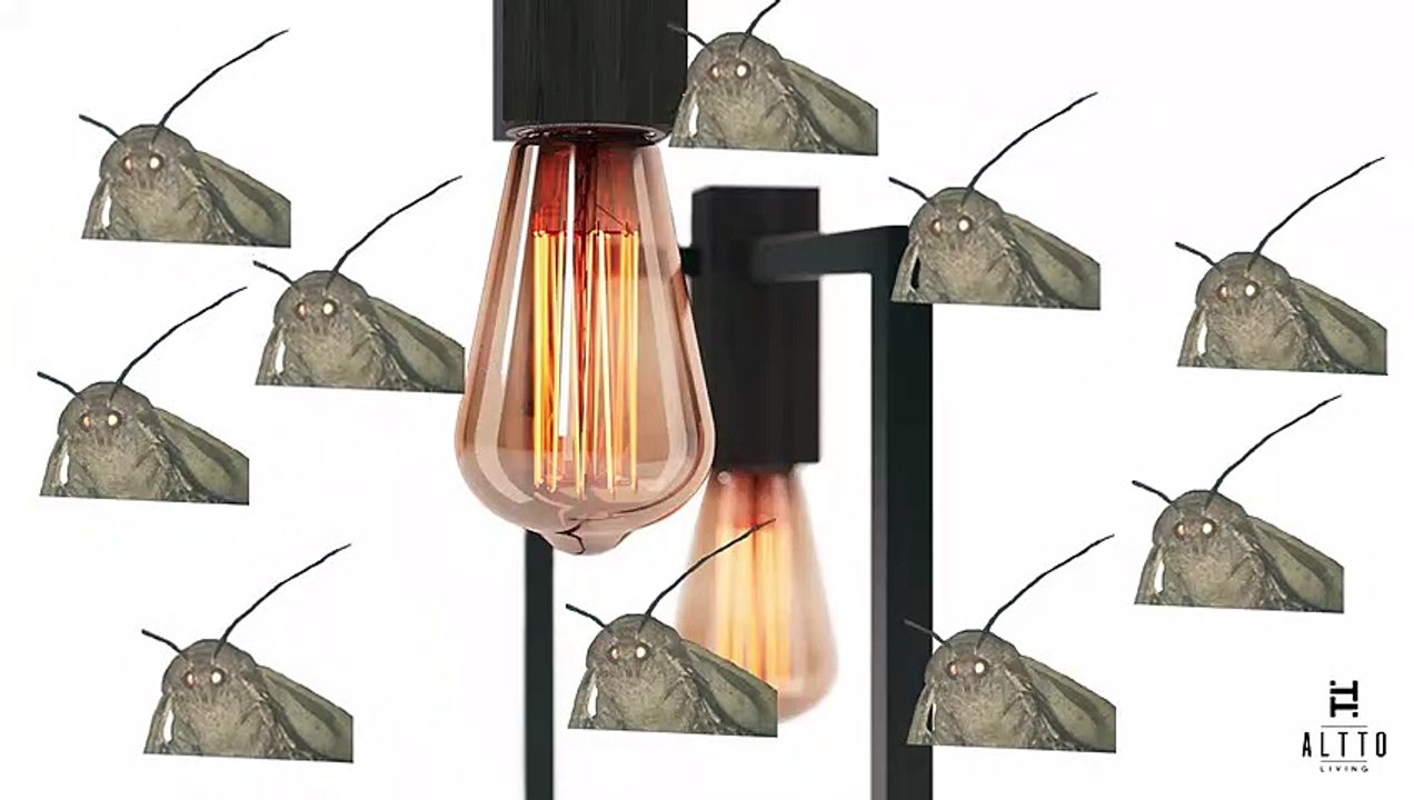 Moth Meme
