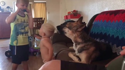 Funniest Pets  Animals of the Week Compilation August 2018 - Funny Pet Videos