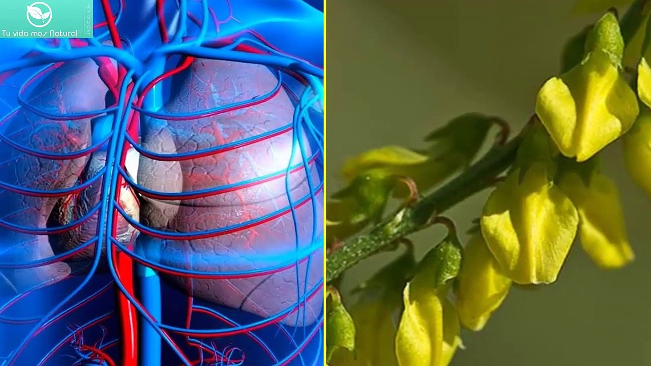 Meliloto-Propiedades-y-Para-que-Sirve