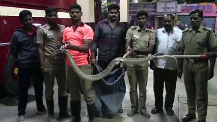 நள்ளிரவில் புகுந்த கொடிய பாம்பு .. திக்திக் நிமிடங்கள்-வீடியோ