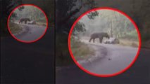 Elephant attacks car in Uttarakhand’s Ramnagar, Viral Video | OneIndia News