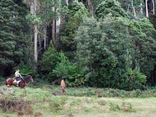 The Nightingale Movie Clip