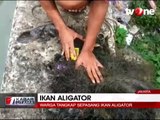 Warga Tangkap 2 Ekor Ikan Aligator di Kali Item