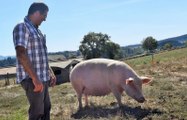 Près de 400 porcs et neuf emplois à la ferme des Blancs