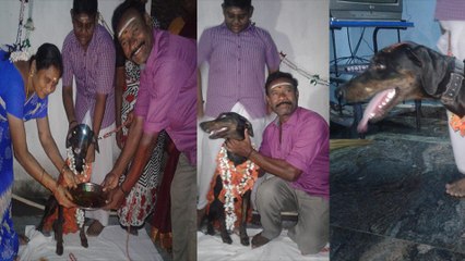 பெண் நாய்க்கு நடத்தப்பட்ட மஞ்சள் நீராட்டு விழா- வீடியோ