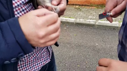 Ağaçta mahsur kalan kumruyu kurtarıp korumaya aldı